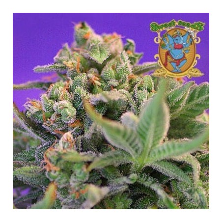Semillas marihuana Sweet Cheese F1 de Sweet Seeds