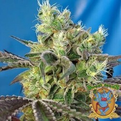 Do-Sweet-Dos de Sweet Seeds semillas marihuana