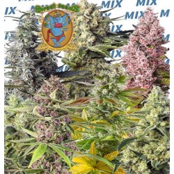Sweet mix de Sweet Seeds  semillas cannabis