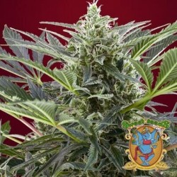 Semillas marihuana Cream 47 de Sweet Seeds