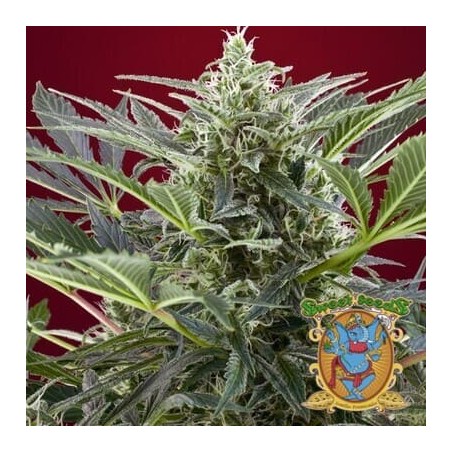 Semillas marihuana Cream 47 de Sweet Seeds