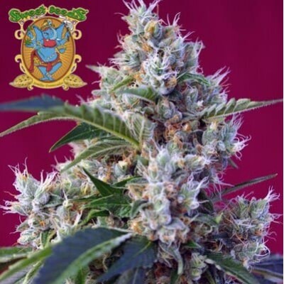 Indigo Berry Kush Sweet Seeds semillas cannabis