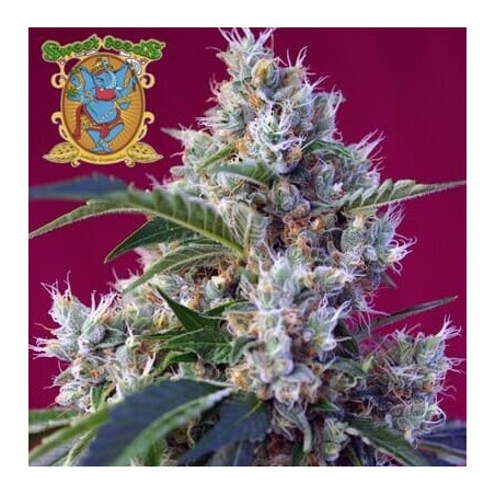 Indigo Berry Kush Sweet Seeds semillas cannabis