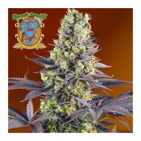 Semillas Sweet Zkittlez de Sweet Seeds