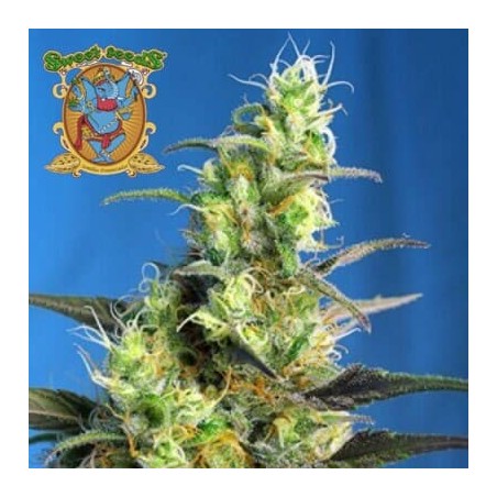 Cannabis medicinal Ice Cool CBD Sweet Seeds