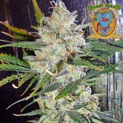 Moham Ram Sweet Seeds semillas cannabis