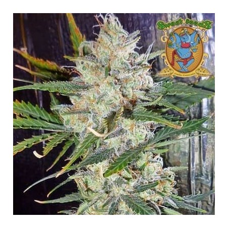 Moham Ram Sweet Seeds semillas cannabis