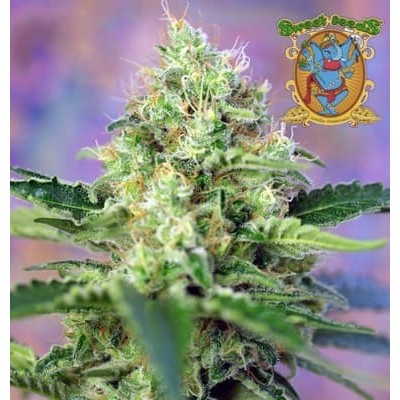 Crystal Candy Sweet Seeds semillas cannabis