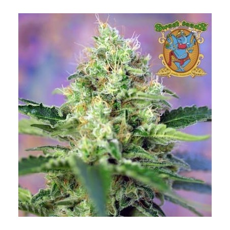 Crystal Candy Sweet Seeds semillas cannabis