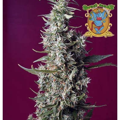 Sweet Cherry Pie Sweet Seeds semillas cannabis