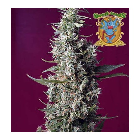 Sweet Cherry Pie Sweet Seeds semillas cannabis