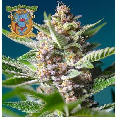 Purple Punch OG Sweet Seeds semillas cannabis