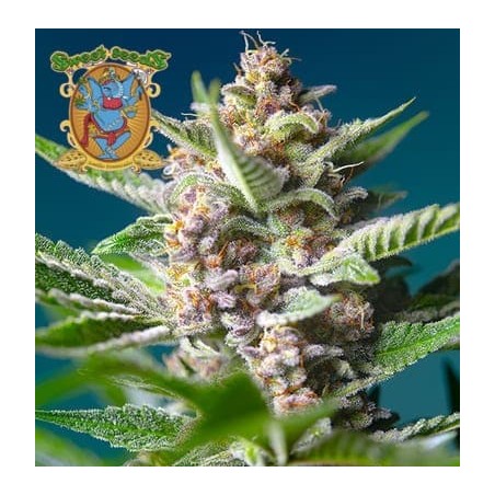 Purple Punch OG Sweet Seeds semillas cannabis