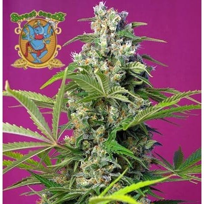 Gorilla Girl Sweet Seeds semillas cannabis