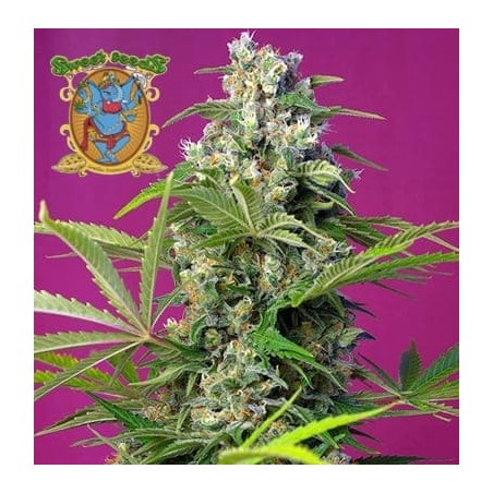 Gorilla Girl Sweet Seeds semillas cannabis