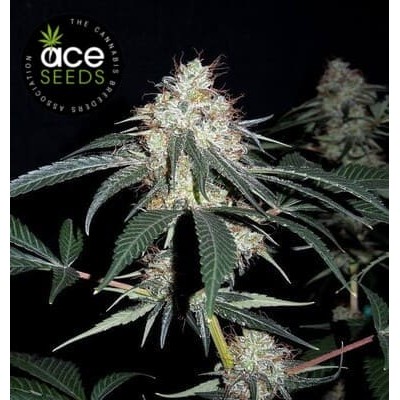 Nepal Jam Ace Seeds