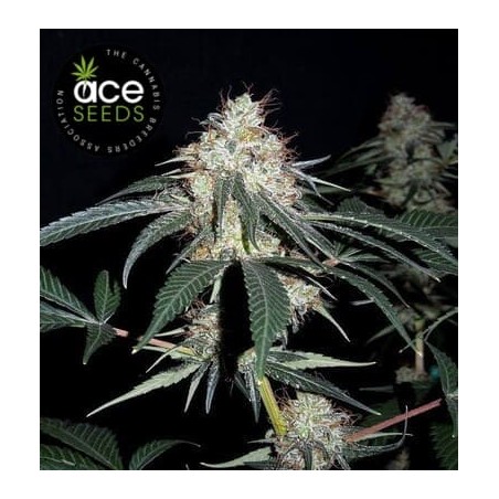 Nepal Jam Ace Seeds