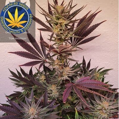 OG Kush SFV advanced Seeds