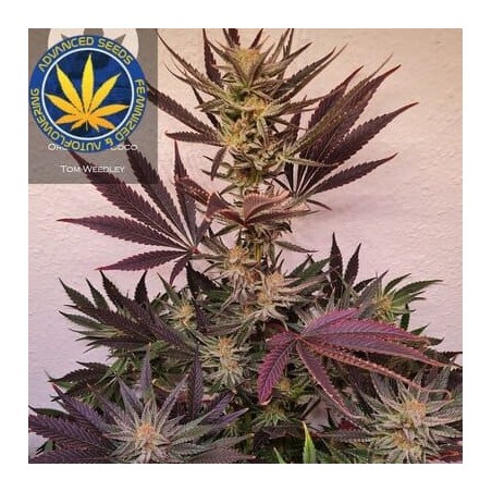 OG Kush SFV advanced Seeds