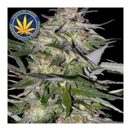 Jack Plant Advanced Seeds