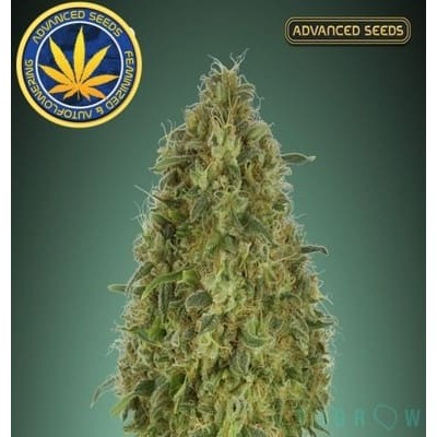 Gorilla Blue Advanced Seeds