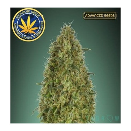Gorilla Blue Advanced Seeds