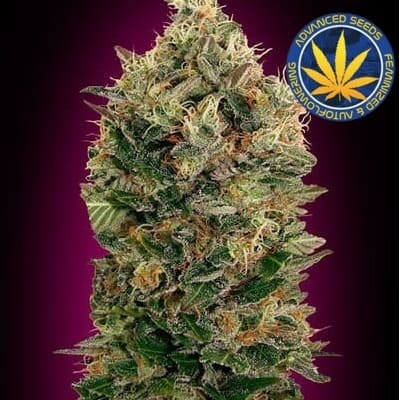 Black Diesel auto Advanced Seeds