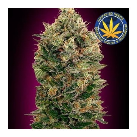 Black Diesel auto Advanced Seeds