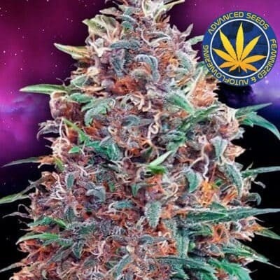 Purple Diesel auto Advanced