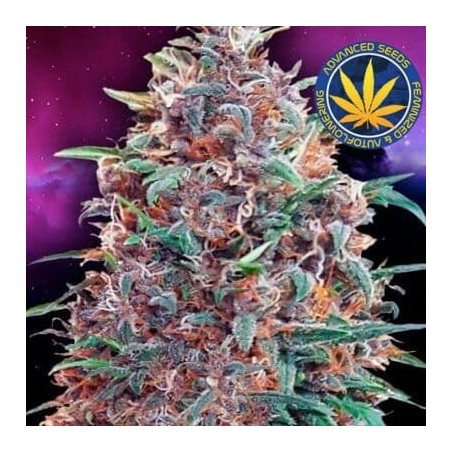 Purple Diesel auto Advanced