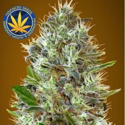Somango auto Advanced Seeds