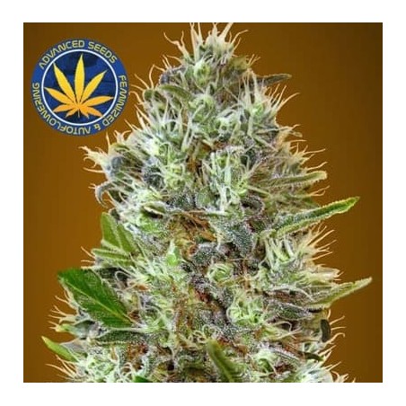 Somango auto Advanced Seeds