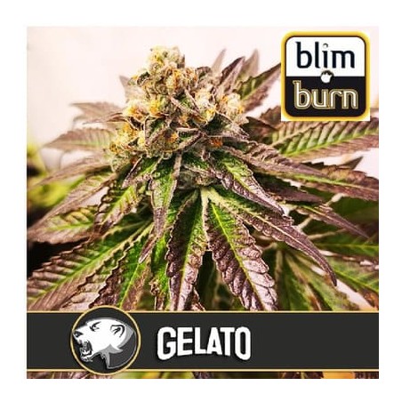 Gelato de BlimBurn