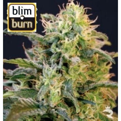 Mamba Negra BlimBurn