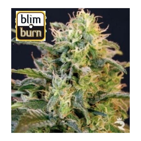 Mamba Negra BlimBurn