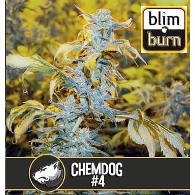 Chemdog 4 BlimBurn Seeds semillas cannabis