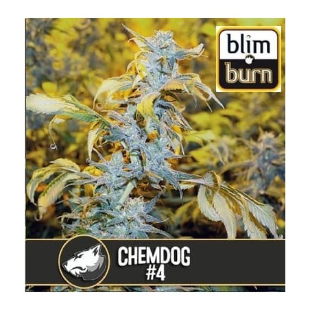 Chemdog 4 BlimBurn Seeds semillas cannabis