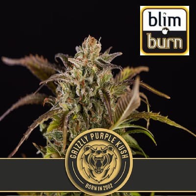 semillas marihuana Grizzly Purple Kush de BlimBurn