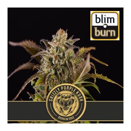 semillas marihuana Grizzly Purple Kush de BlimBurn