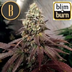 Zombie Death Fuck Blimburn Seeds cannabis