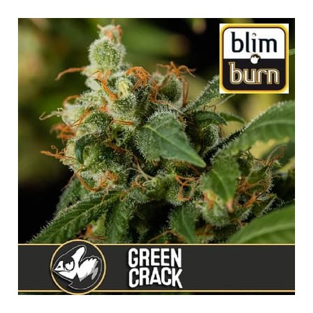 Green Crack Blimburn semillas cannabis