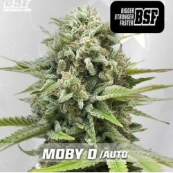Moby D XXL auto BSF seeds semillas cannabis