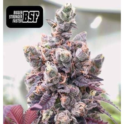 Red Critical auto BSF semillas marihuana