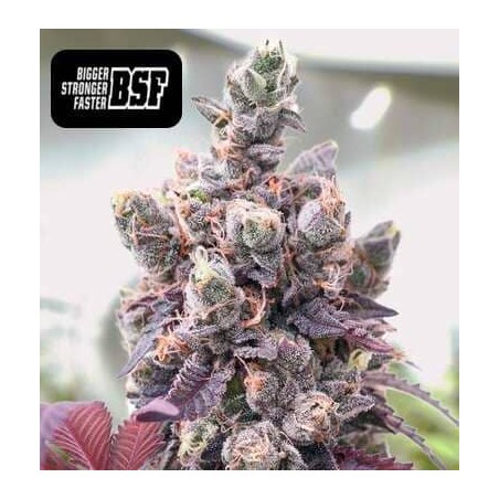 Red Critical auto BSF semillas marihuana