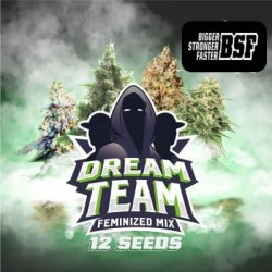 Dream Team USA automix de BSF semillas cannabis