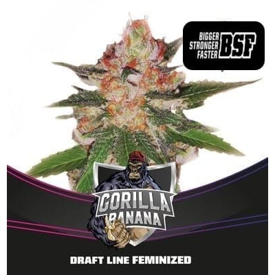 Gorilla Banana Bsf semillas marihuana