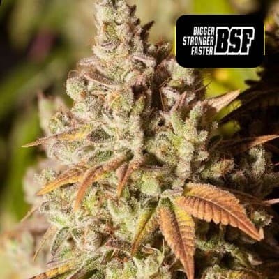 Gorilla Glue 4 BSF semillas marihuana