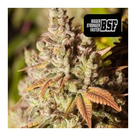 Gorilla Glue 4 BSF semillas marihuana