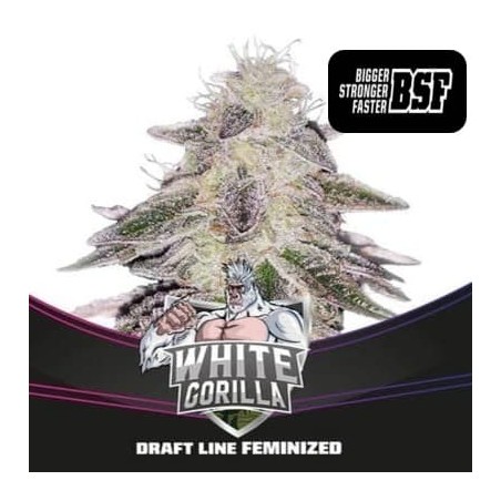 White Gorilla BSF Seeds semillas cannabis