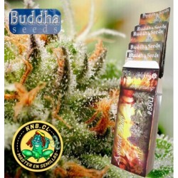 Semillas cannabis Assorted Mix de Buddha Seeds